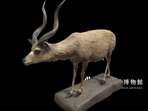  NSMTM32018非洲沼泽羚标本3d模型 