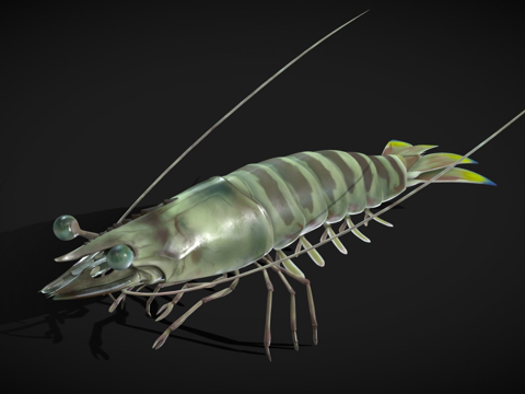  地中海对虾3d模型 