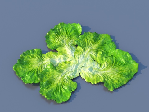  生菜 蔬菜 菜叶 食物3d模型 