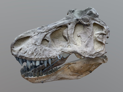  起重机霸王龙3d模型 