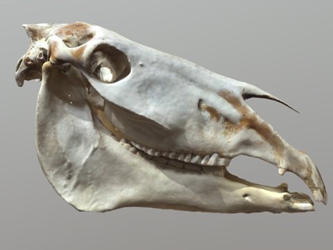  起重机马3d模型 