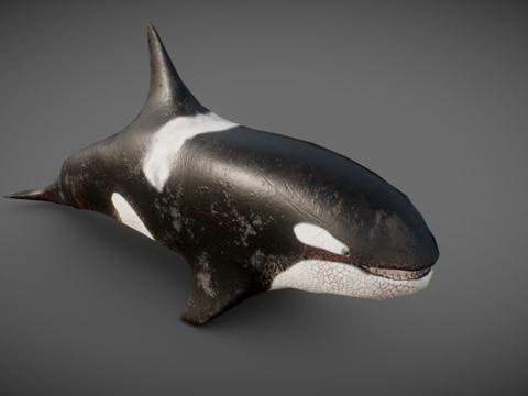  死亡虎鲸低多边形3d模型 