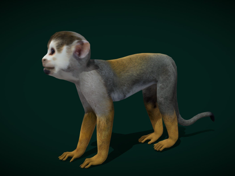  松鼠猴游戏就绪3d模型 