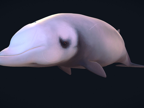  居维叶喙鲸3d模型 