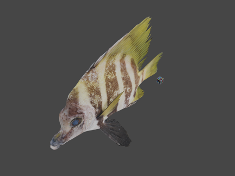  CC0条纹猪鱼尖吻棘鲷3d模型 