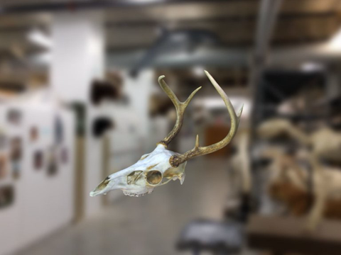  白尾鹿头骨3d模型 