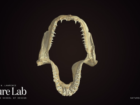  鲨鱼牙齿3d模型 