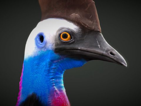  食火鸡3d模型3d模型 