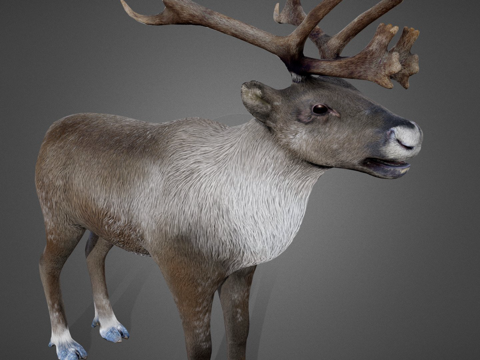  驯鹿3d模型 