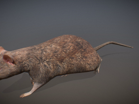  动物界老鼠3d模型 