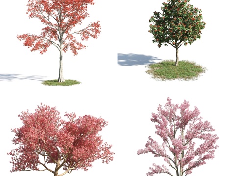  树 花树 红花树 大树 高树 园林植物 人工植被 景观树3d模型 