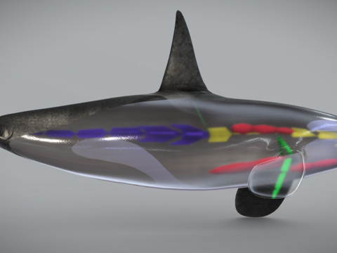 虎鲸CG骨骼3d模型 