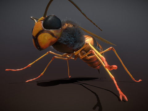  黄蜂3d模型 