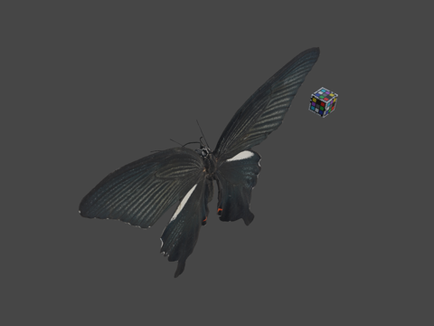  CC0黑凤蝶燕尾蝶3d模型 