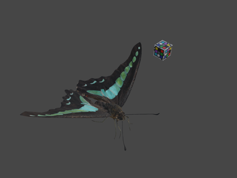  CC0 青条凤蝶   普通蓝瓶蝶青凤蝶3d模型 