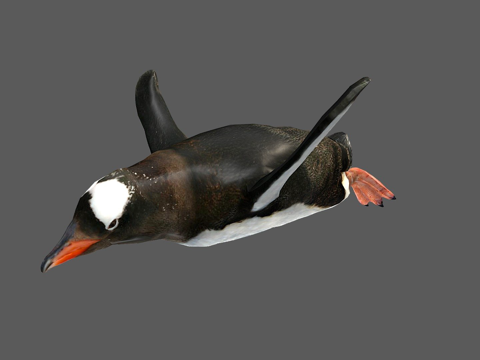  企鹅3d模型 