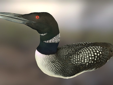  普通潜鸟带声音John Fino tauricity3d模型 