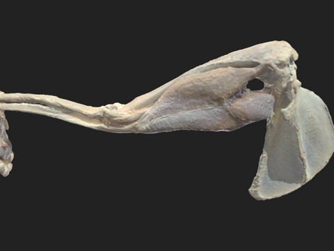  三头肌肱三头肌猫3d模型 