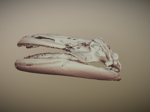  日本大鲵FMNH31356头骨3d模型 