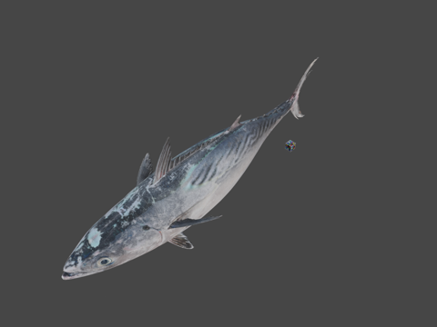  CC0 スマ  东方小鲔鲣鱼3d模型 
