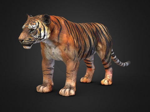  老虎绑定3d模型 