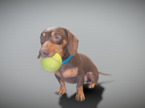  腊肠犬玩玩具313d模型 