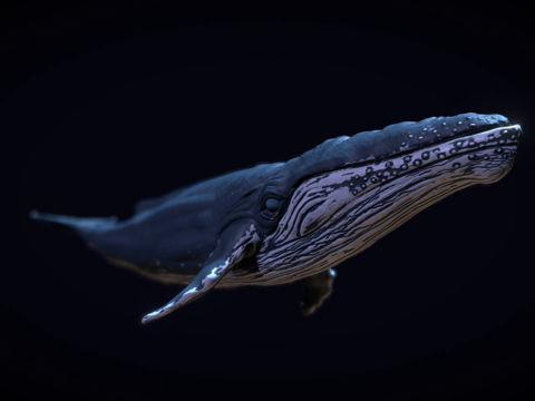  鲸鱼3d模型 