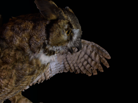  它在夜晚降临3d模型 