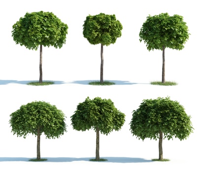 树 大树 高树 灌木 园林灌木 园林植物 人工植被 景观3d模型 
