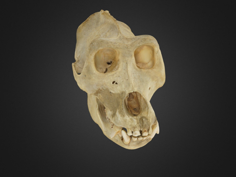  西部低地大猩猩3d模型 