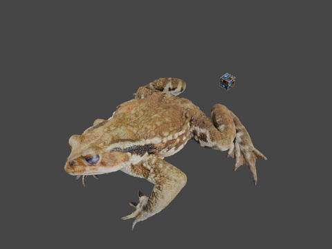  CC0日本蟾蜍3d模型 