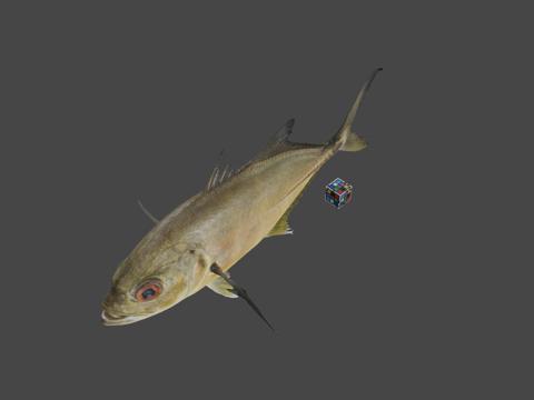  CC0六带鲹3d模型 