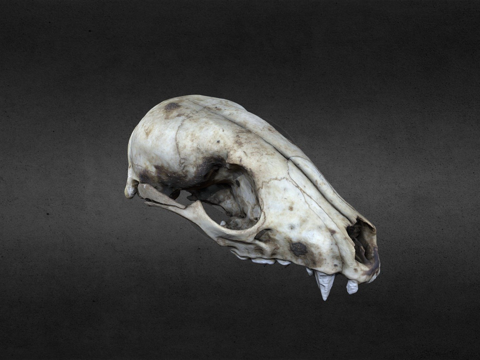  浣熊头骨3d模型 