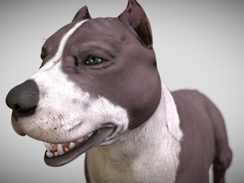  超级比特犬3d模型 