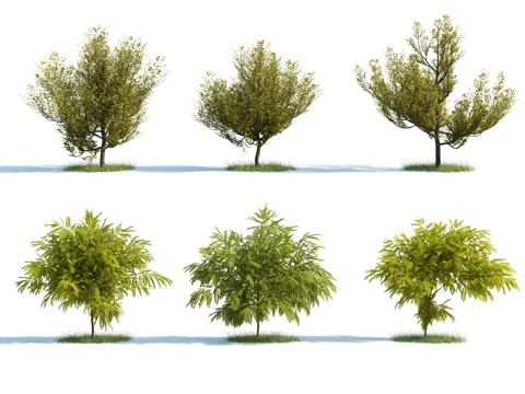  树 大树 高树 灌木 园林灌木 园林植物 人工植被 景观3d模型 