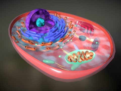  动物细胞生物学3d模型 