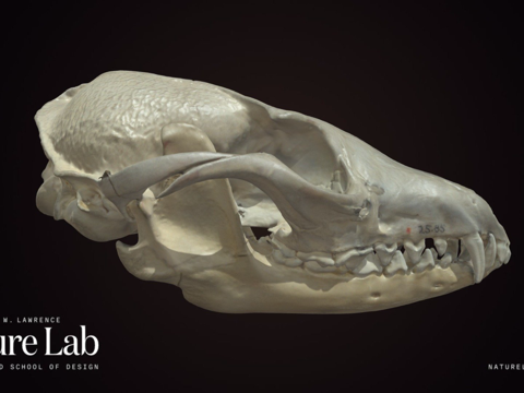  灰狐头骨3d模型 