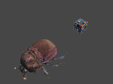  CC0粪金龟3d模型 