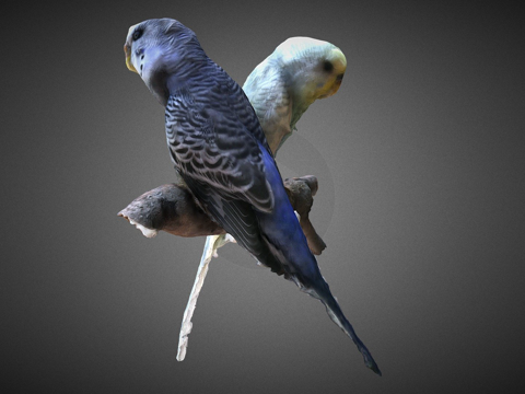  两只长尾鹦鹉带声音3d模型 