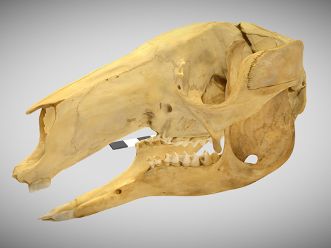  灰袋鼠头骨与下颌3d模型 