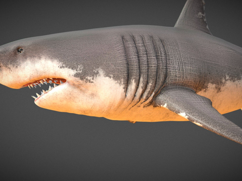  大白鲨3d模型 
