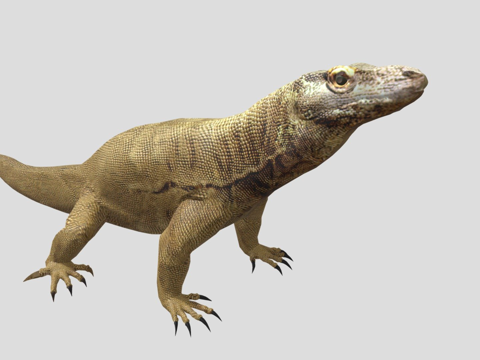 科莫多龙3d模型 
