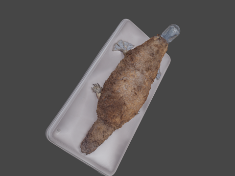  鸭嘴兽3d模型 