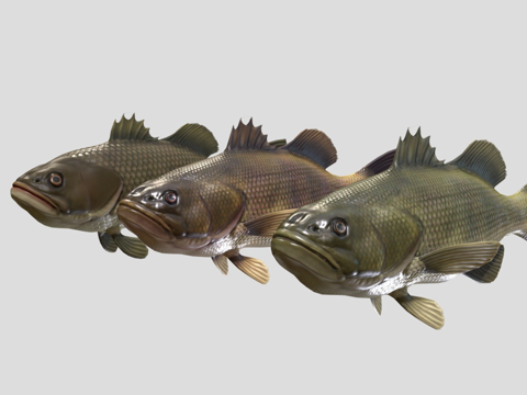  大口黑鲈3d模型 
