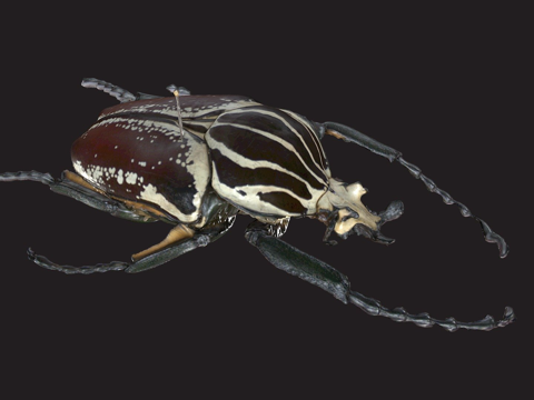  歌利亚甲虫3d模型 