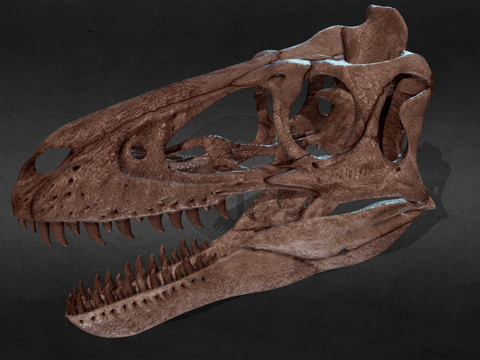  幼年暴龙3d模型 