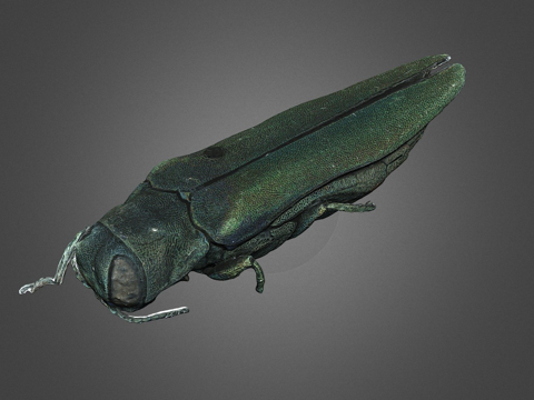  窄吉丁数字自然历史档案DiNArDa3d模型 