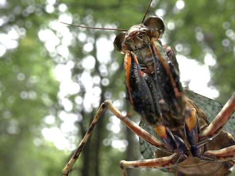  克拉特祷螳3d模型 