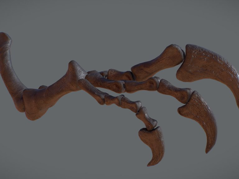  脆弱异特龙臂骨实时3d模型 