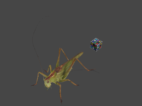  CC0薮螽盾背螽斯3d模型 